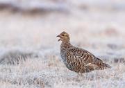 Birkhahnbalz - Black Grouse Courtship